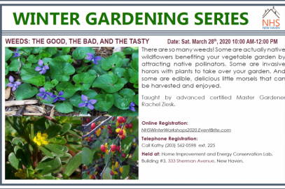 Winter Gardening Series: Weeds: the Good, the Bad, and the Tasty